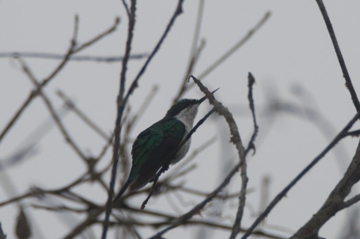 Purple-crowned Fairy at Rio Silanche